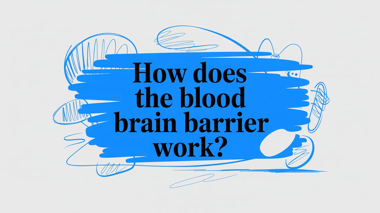 How Does the Blood Brain Barrier Work?